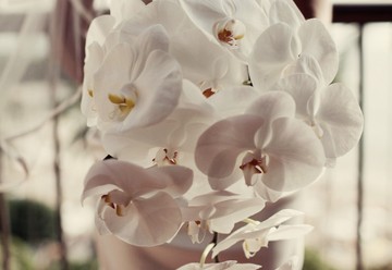 A Tropical White Wedding